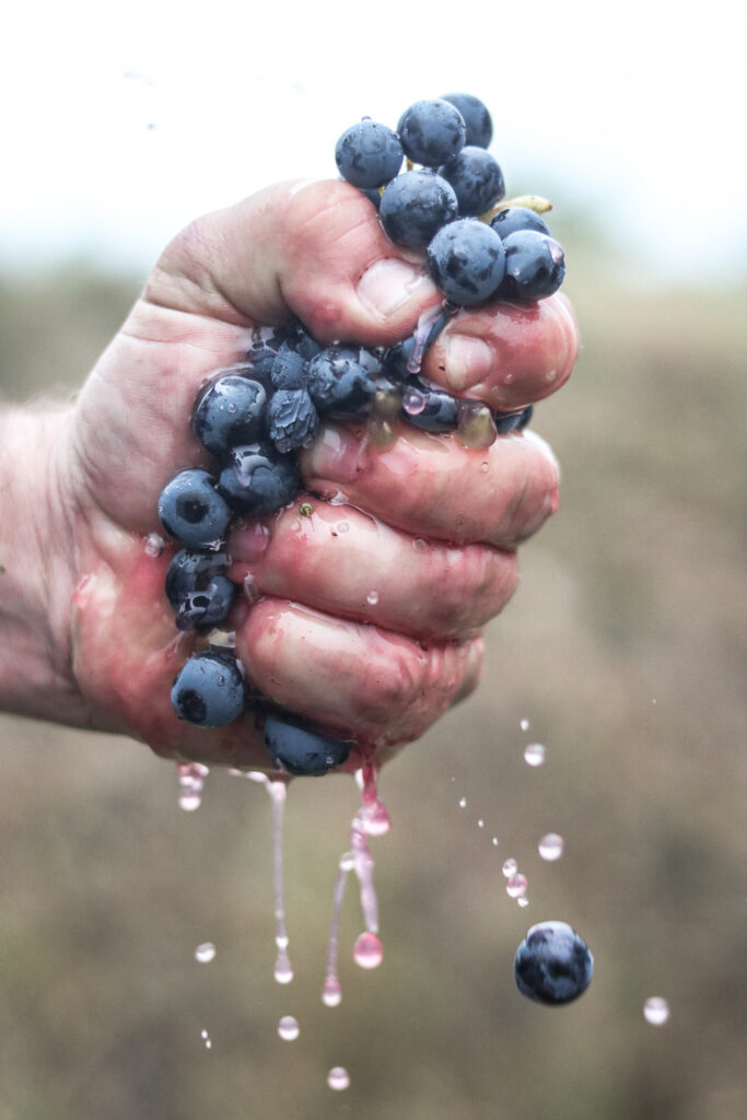 Vins Touraine Identité