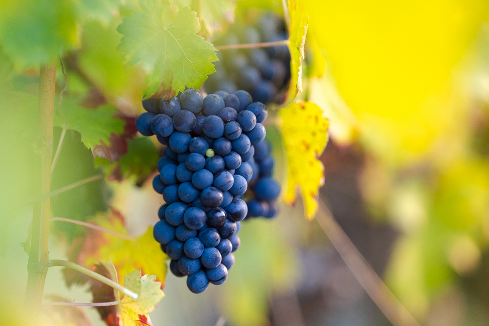 Cabernet Franc