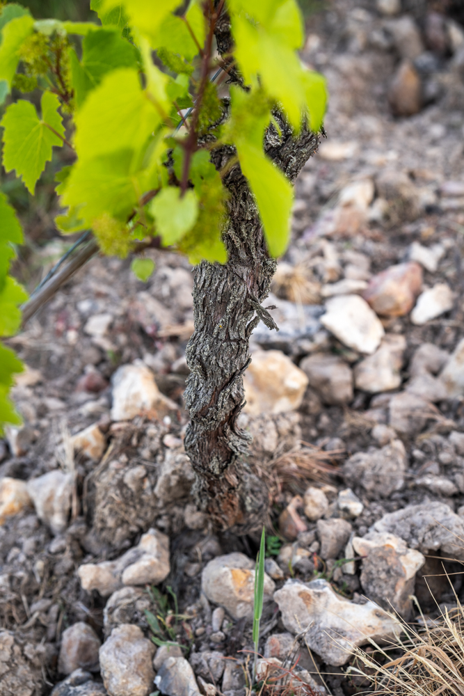 Sol Terroir vins touraine