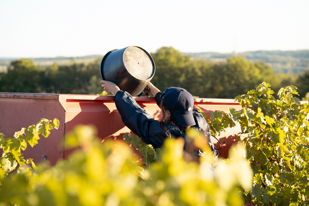 Vendanges 2022