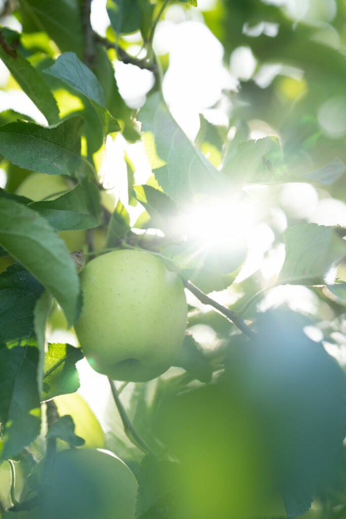 Boutique jus de pomme poire artisanaux en ligne