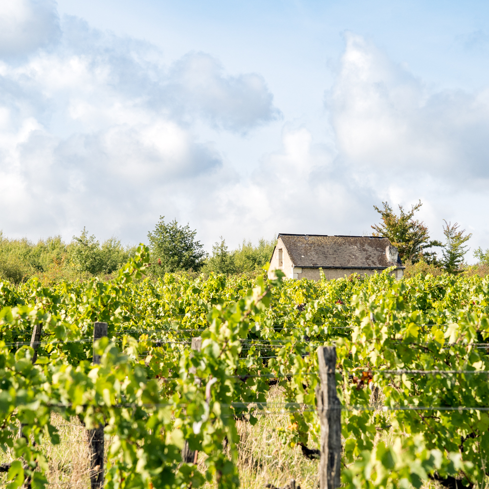 Paysage de randonnée dans les vignes de Touraine