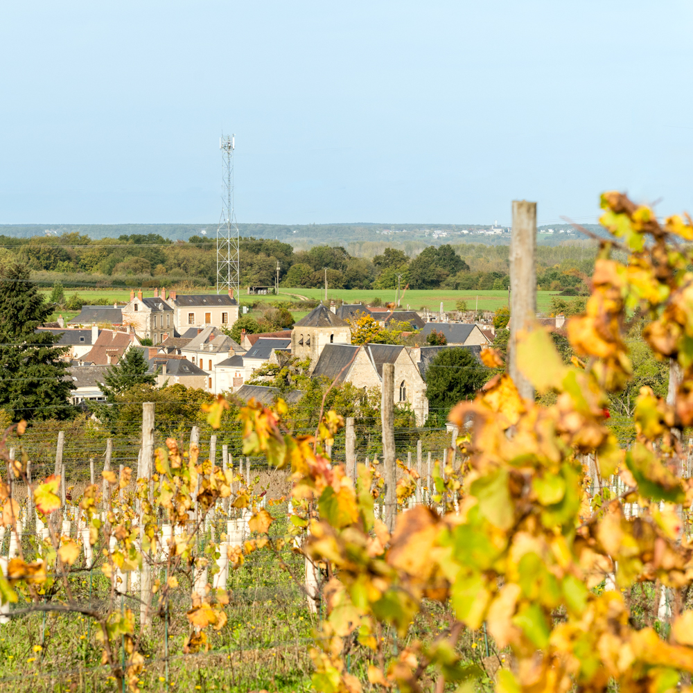 Randonnée dans les vignes cheillé touraine val de loire